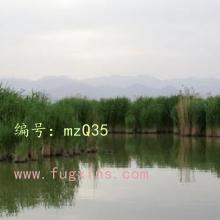 λ