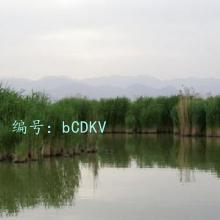 ζ