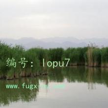 λ
