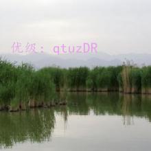 ı