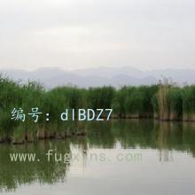 λ