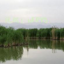 Ŀ